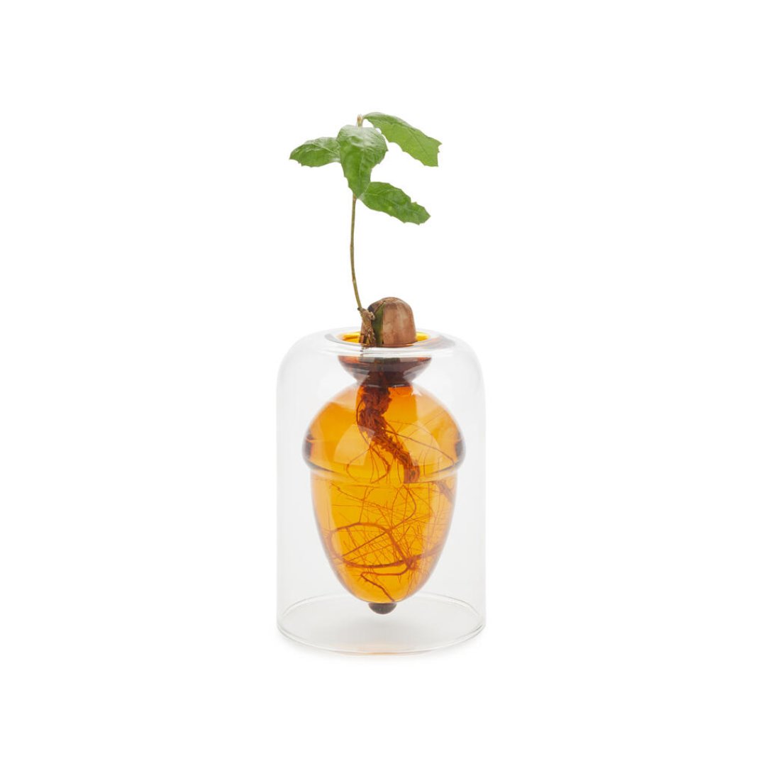 Glass seed grower acorn vase by Balvi for growing an oak tree from an acorn