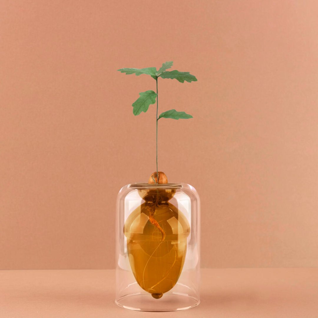 Glass seed grower acorn vase by Balvi for growing an oak tree from an acorn
