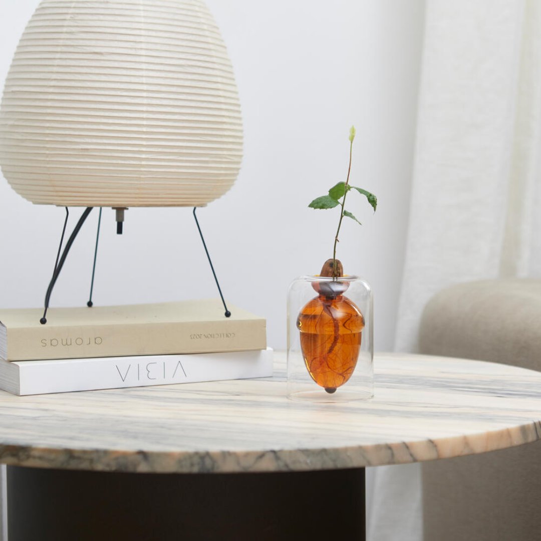 Glass seed grower acorn vase by Balvi for growing an oak tree from an acorn