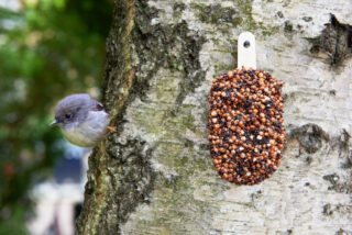 Desserts for Birds - Mixed Temptation